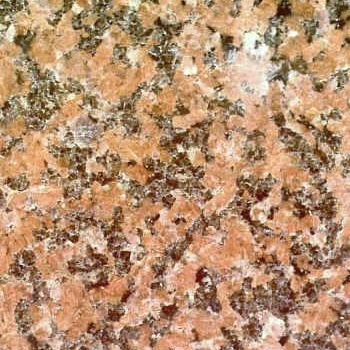 Rose de la Clarté France